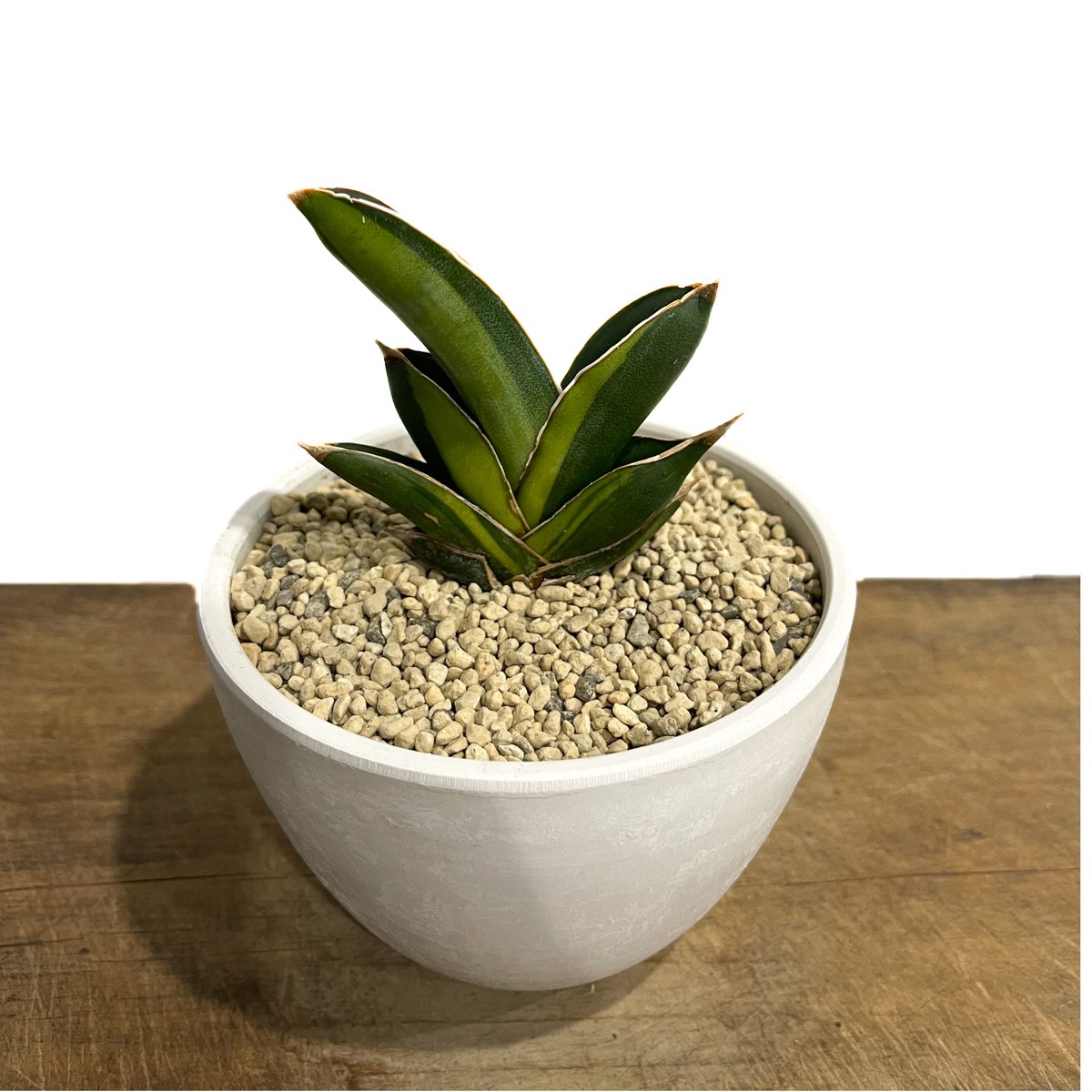 サンスベリア アンダマン 斑入 Sansevieria Andman Var fit=scale-down,w=1200
