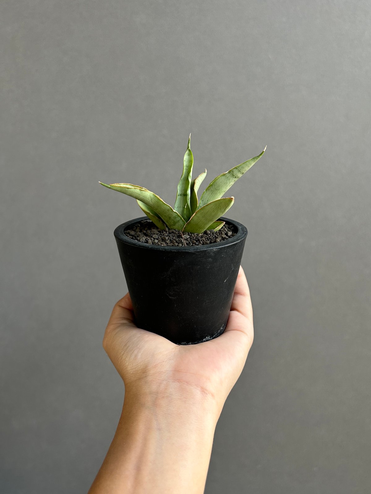 EMP サンセベリア Saigon サイゴン /最後の写真 イメージ SA354 サンセベリア サイゴン 「Sansevieria Saigon (by Unyamanee