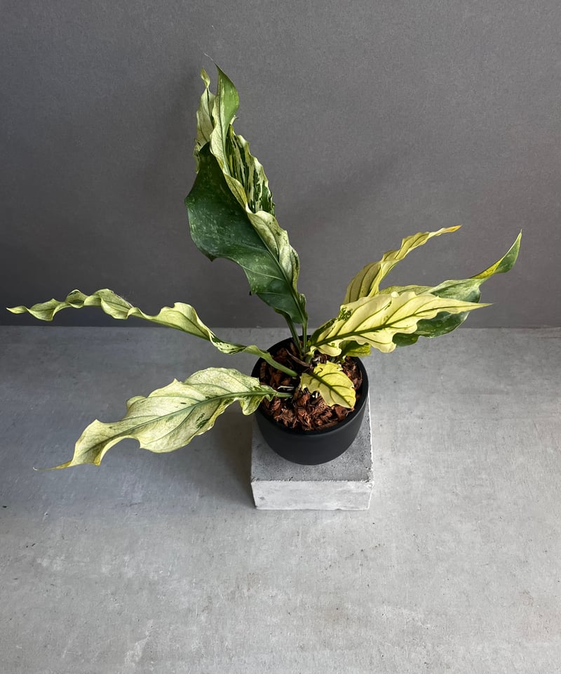 Anthurium ‘Mint King’ アンスリウムミントキング 3 Anthurium 'Mint King' アンスリウムミントキング 3