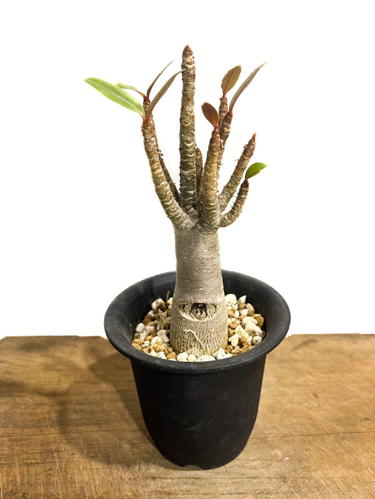 親父93　　斑入り　アデニウム・オベスム　 Adenium Ｏbesum アデニウム：オベスム バリエガータ（斑入り）4号鉢 の通販