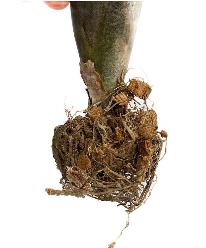 ビルベルギア インセンディアリー デライト「Billbergia