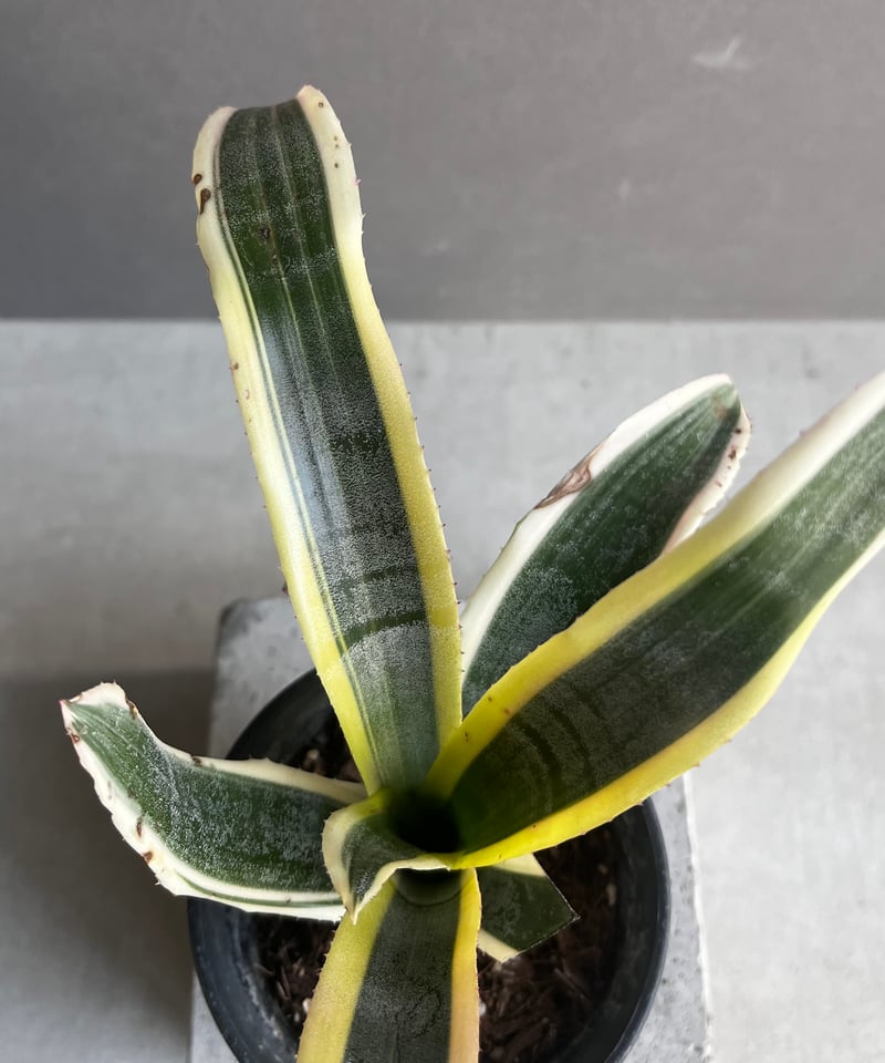 エクメア オットー 「Aechmea Otto」12A | SHOUCHIKUEN