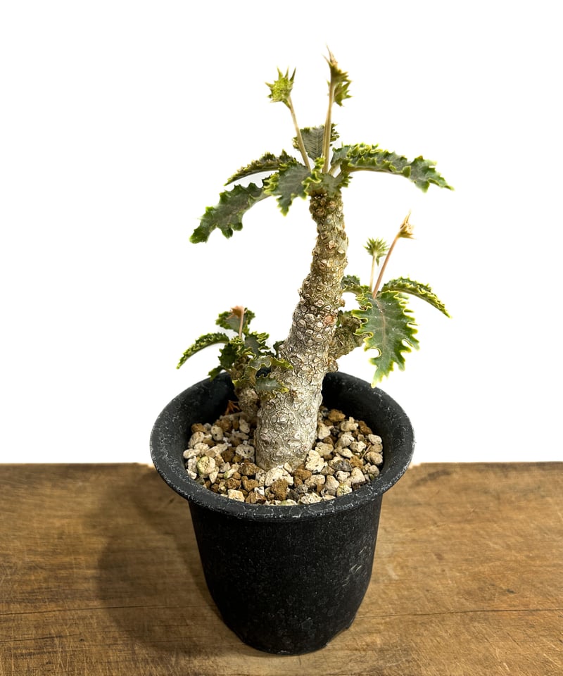 ドルステニア ホルウッディ×ラブラニー 「Dorstenia horwoodii× lavra