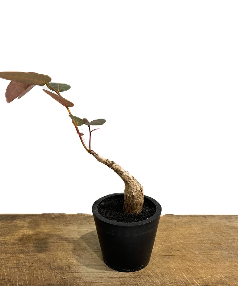 フィランサス ミラビリス「Phyllanthus mirabilis」7/6-952 | SH
