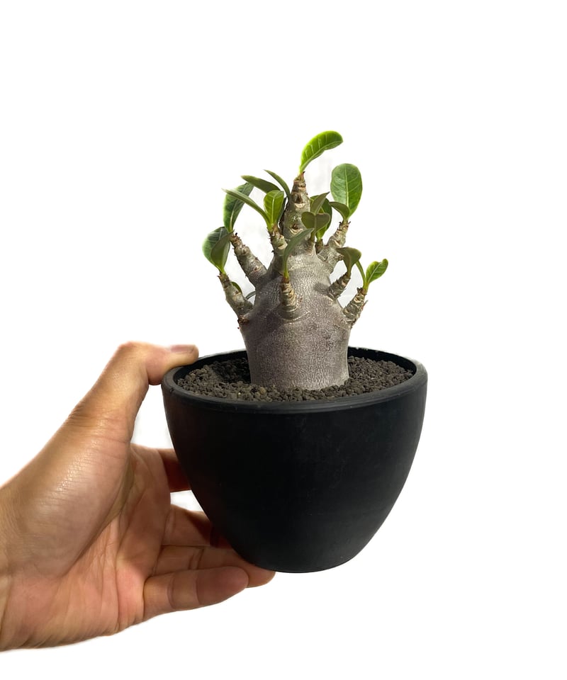 アデニウム アラビカム ドワーフ “ブラック”「adenium arabicum Dwar