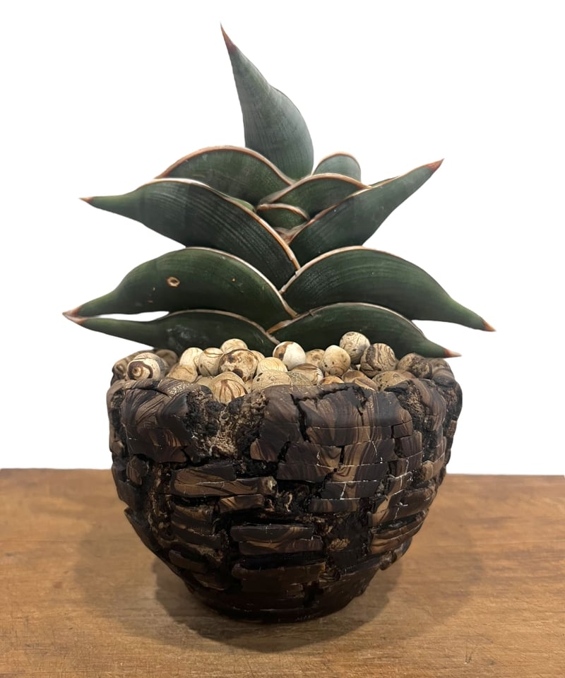 M*O様 ＊Sansevieria Rorida＊サンスベリアロリダ＊斑入り＊ サンセベリア ロリダ 斑入り「Sansevieria rorida Var.」32G-1 |
