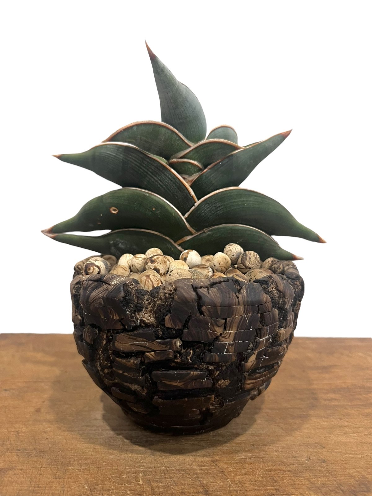 サンセベリア ロリダ 斑入 “選抜個体”+plantsmonsters pot サンセベリア ロリダ 斑入 “選抜個体”+plantsmonsters pot