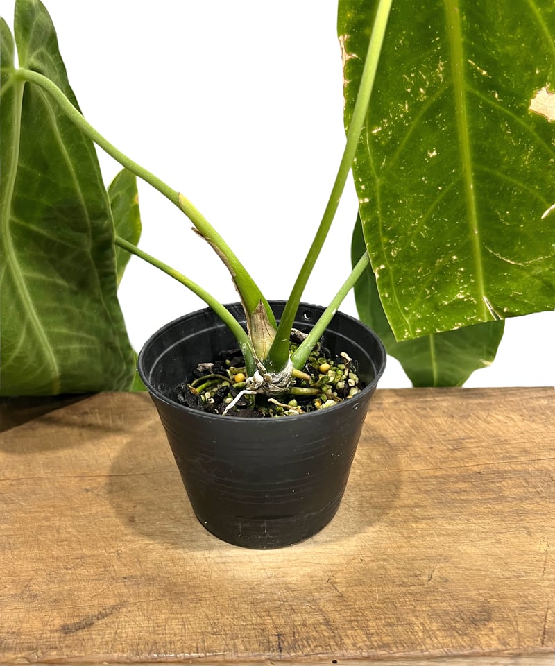アンスリウム ワロクアナム ダーク&ナロー フォーム 「Anthurium アンスリウム ワロクアナム ダーク&ナロー フォーム 「Anthurium