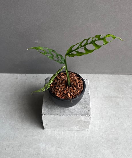 根っこバチバチ　モンステラ　クリームブリュレ　鉢17㎝サイズ モンプチ ボックス 20g×10袋 Mon Petit ネスレ日本 | イオン