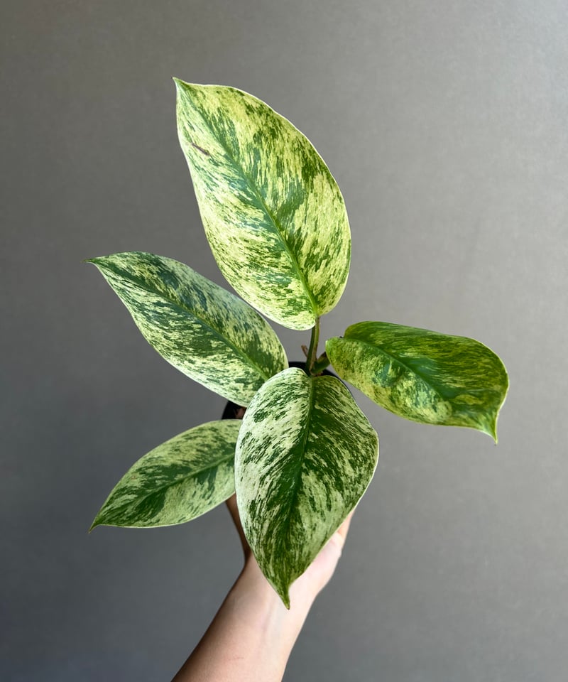 ラフィドフォラ メガスペルマ斑入「Rhaphidophora Megasperma varie