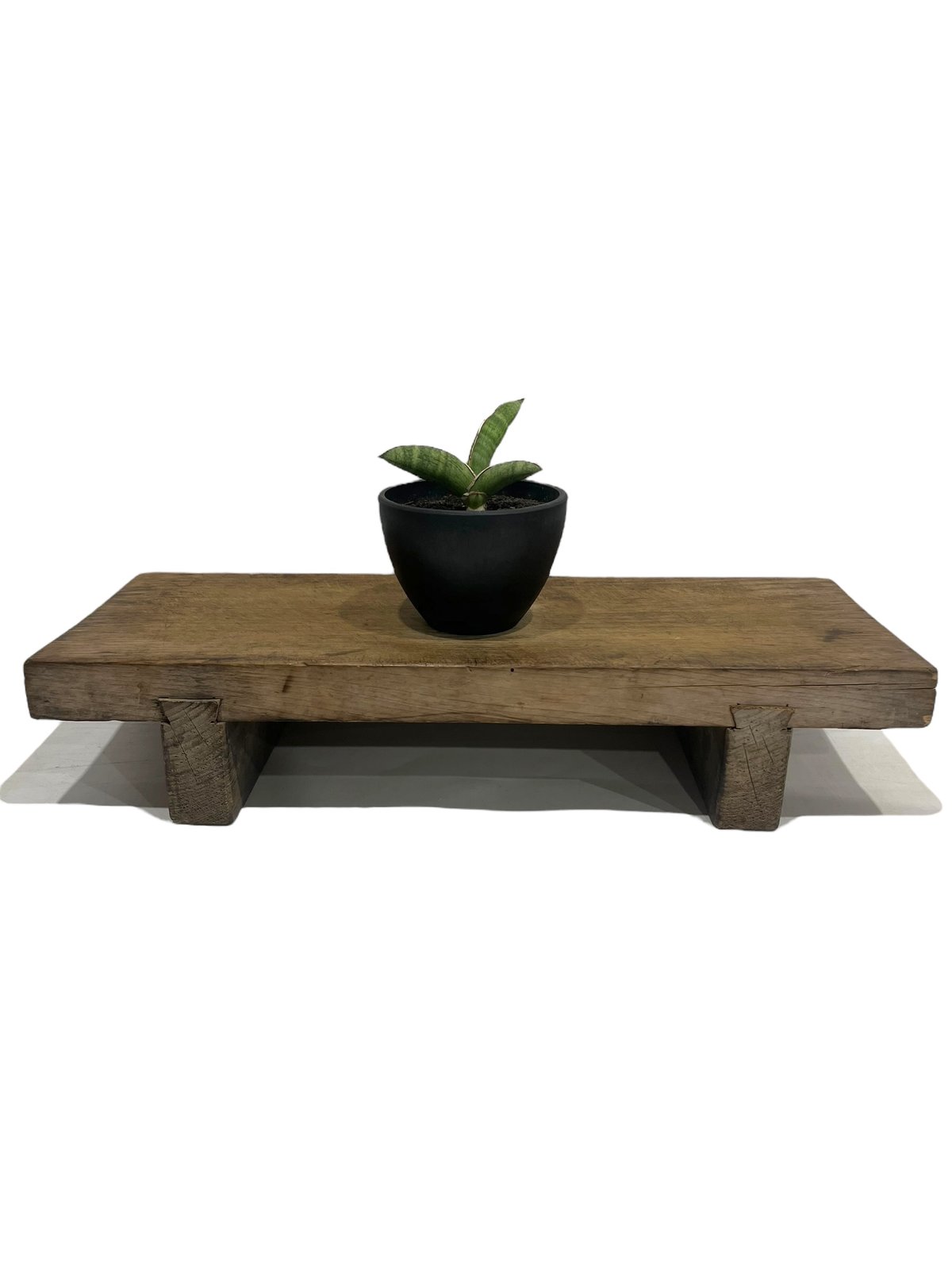 サンセベリア エイレンシス 「Sansevieria eilensis Lav.10178」9