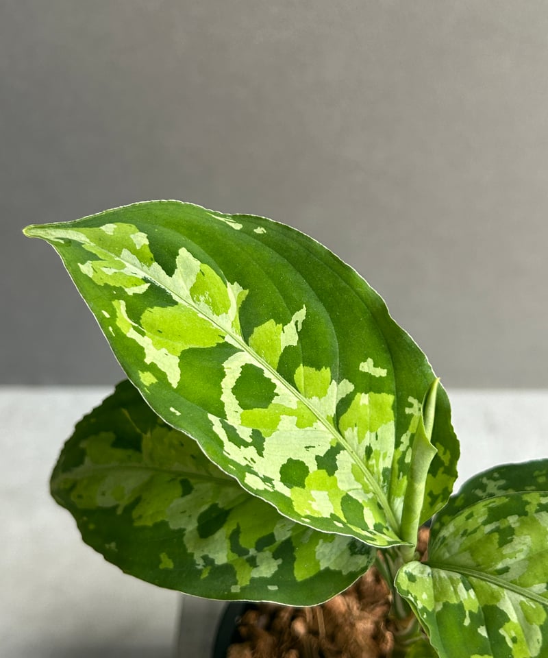 アグラオネマ ピクタム トリカラー 「Aglaonema pictum tricolor 」1