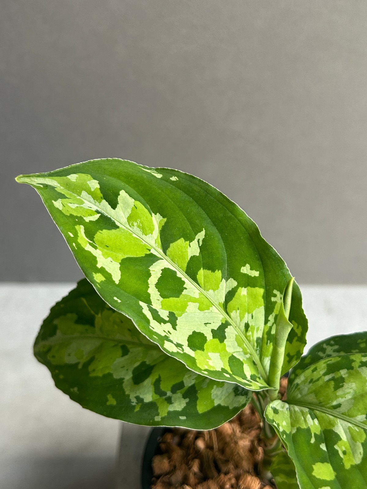 アグラオネマ ピクタム トリカラー 「Aglaonema pictum tricolor 」1