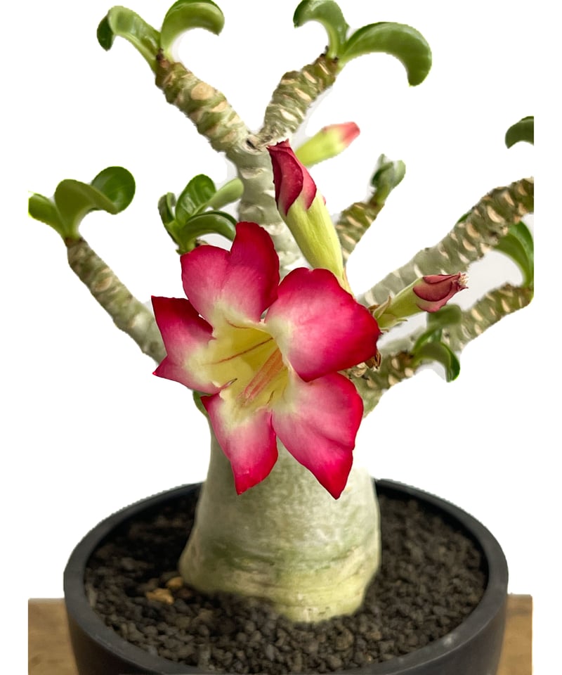 アデニウム D.H.A (獅子葉) 「Adenium D.H.A」6/5-671 | SHO