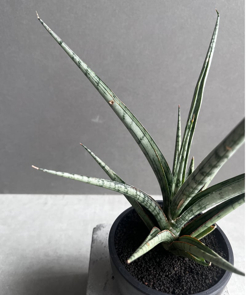 サンセベリア プラ カイ ケオ 「Sansevieria Pra Kay Kaow (by