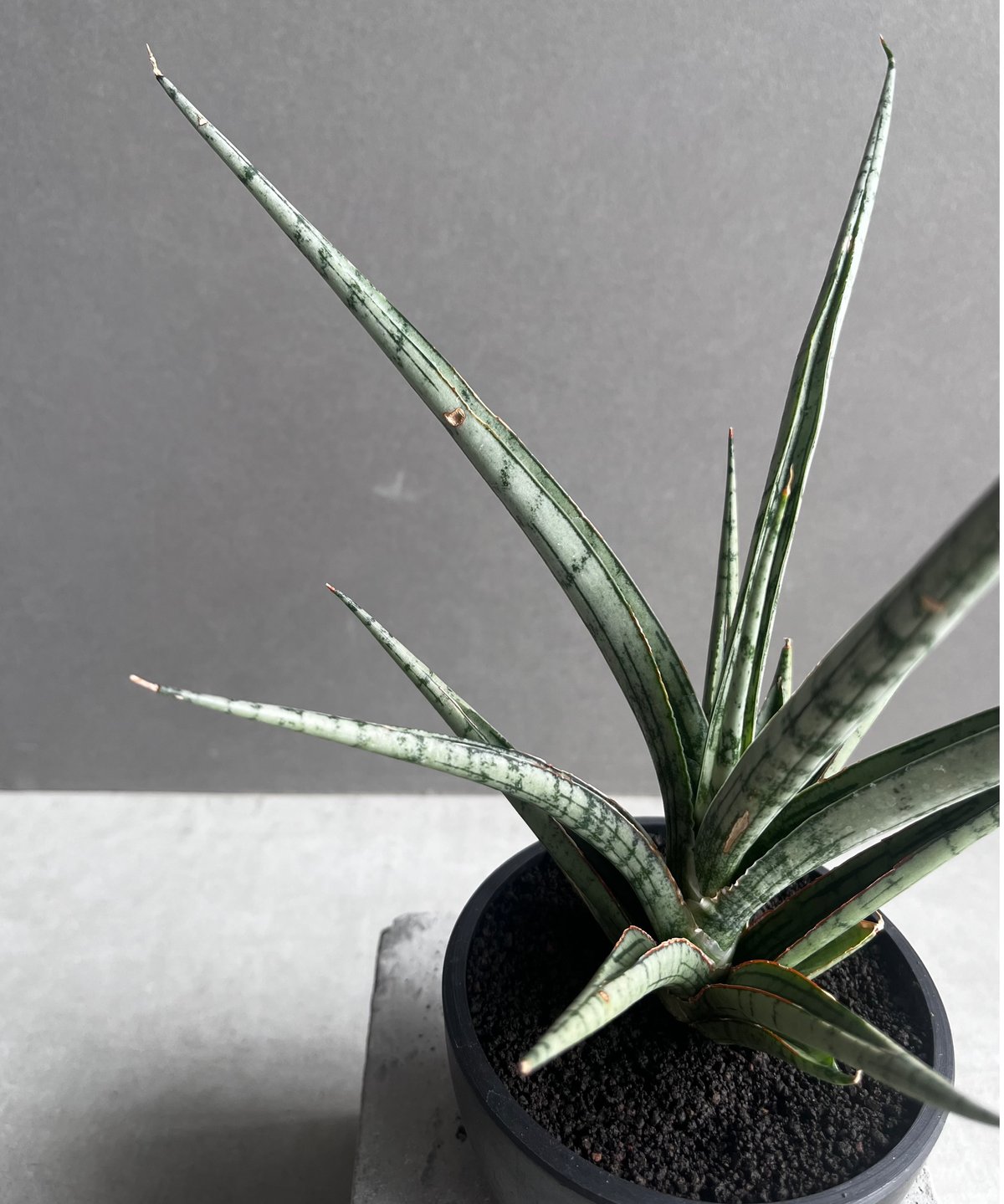 サンセベリア プラ カイ ケオ 「Sansevieria Pra Kay Kaow (by