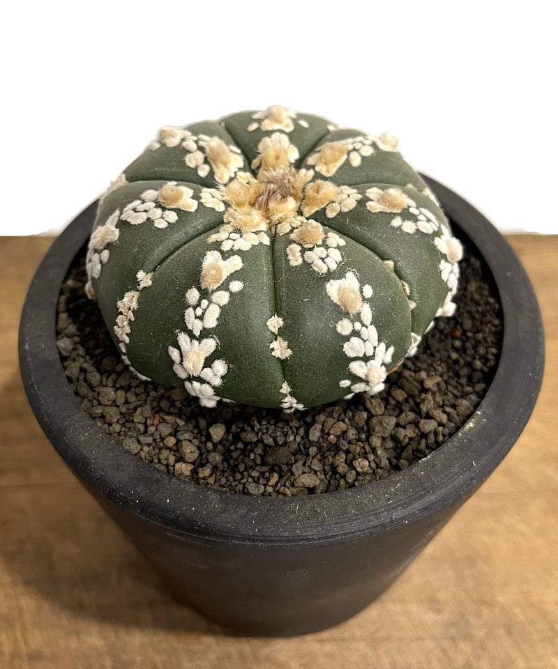 アストロフィツム 兜 Ⅴタイプ 「Astrophytum asterias V type (L アストロフィツム 兜 Ⅴタイプ 「Astrophytum asterias V type (L