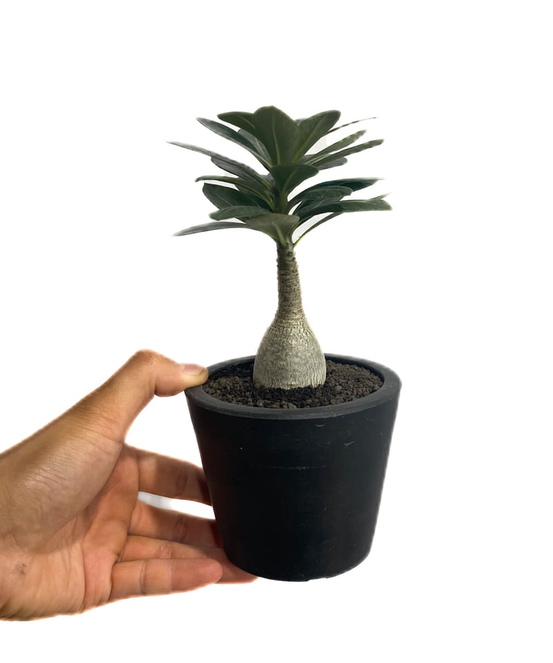 【極美株】アデニウム ソコトラナム 選抜株/ Adeniumsocotranu アデニウム タイ ソコトラナム(選抜個体)「Adenium Thai