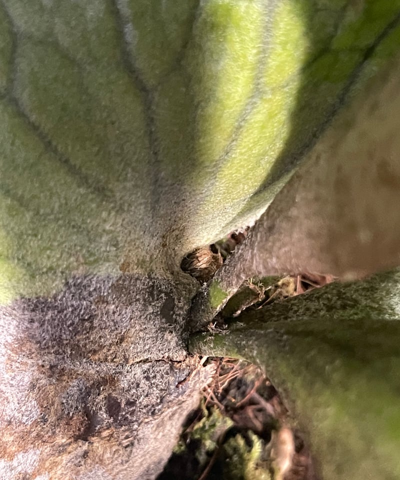 ビカクシダ ウィリンキー スポアリング バンナ セレクト「P