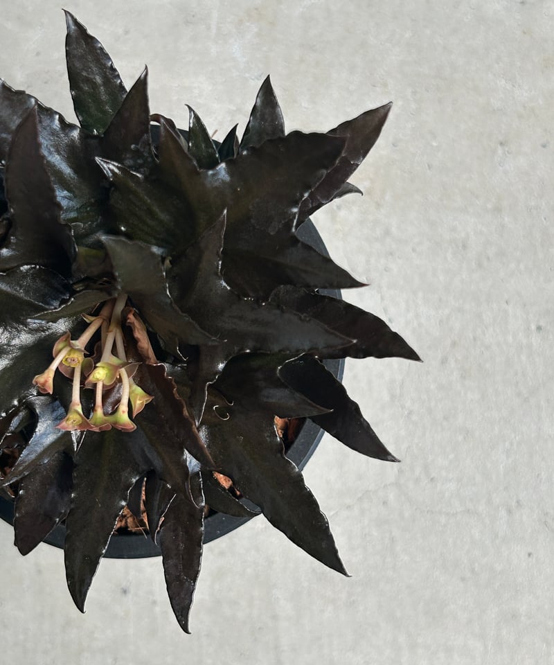 ユーフォルビア フランコイシー “エスプレッソ”「 Euphorbia