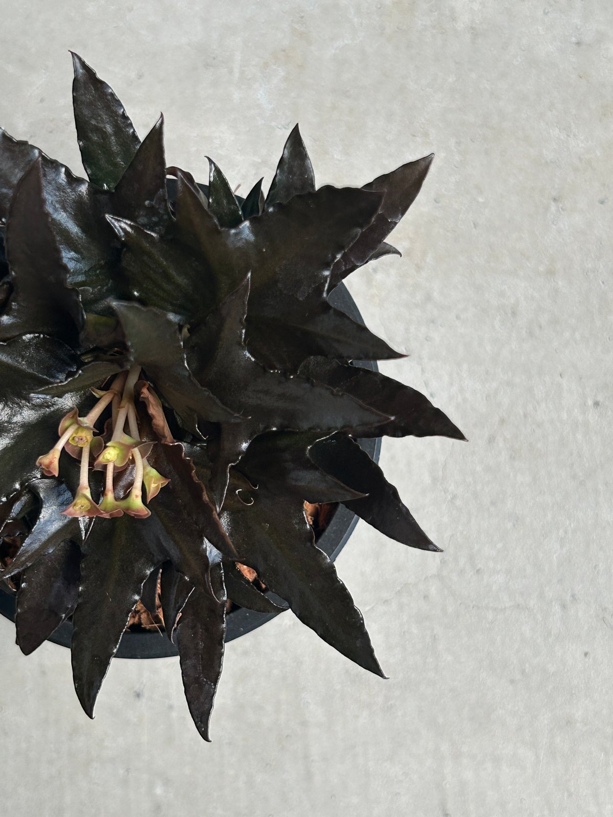 ユーフォルビア フランコイシー “エスプレッソ”「 Euphorbia