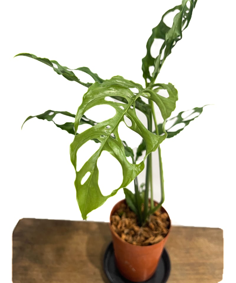 モンステラ オブリクア ペルー「Monstera obliqua Peru」9/24