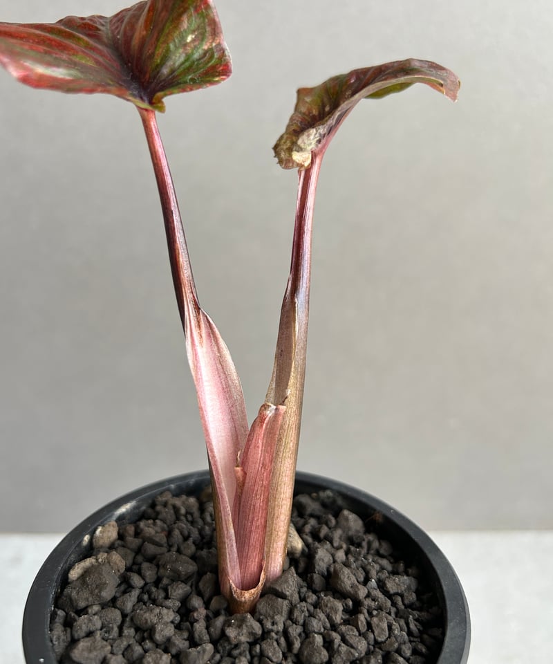 カラジウム カラジューム タイハイブリッド ヒラヒラ系