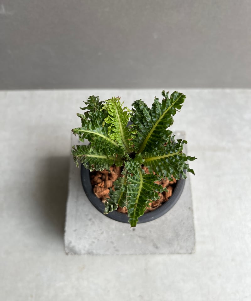ブレクナム ギッバム ドワーフ 「Blechnum gibbum Dwarf 」39C | S