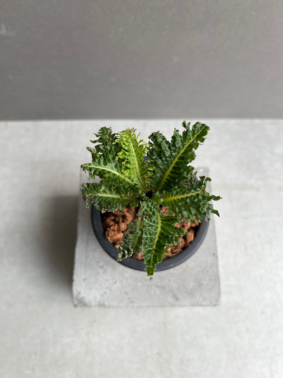 ブレクナム ギッバム ドワーフ ブレクナム ギッバム ドワーフ 「Blechnum gibbum Dwarf 」4F