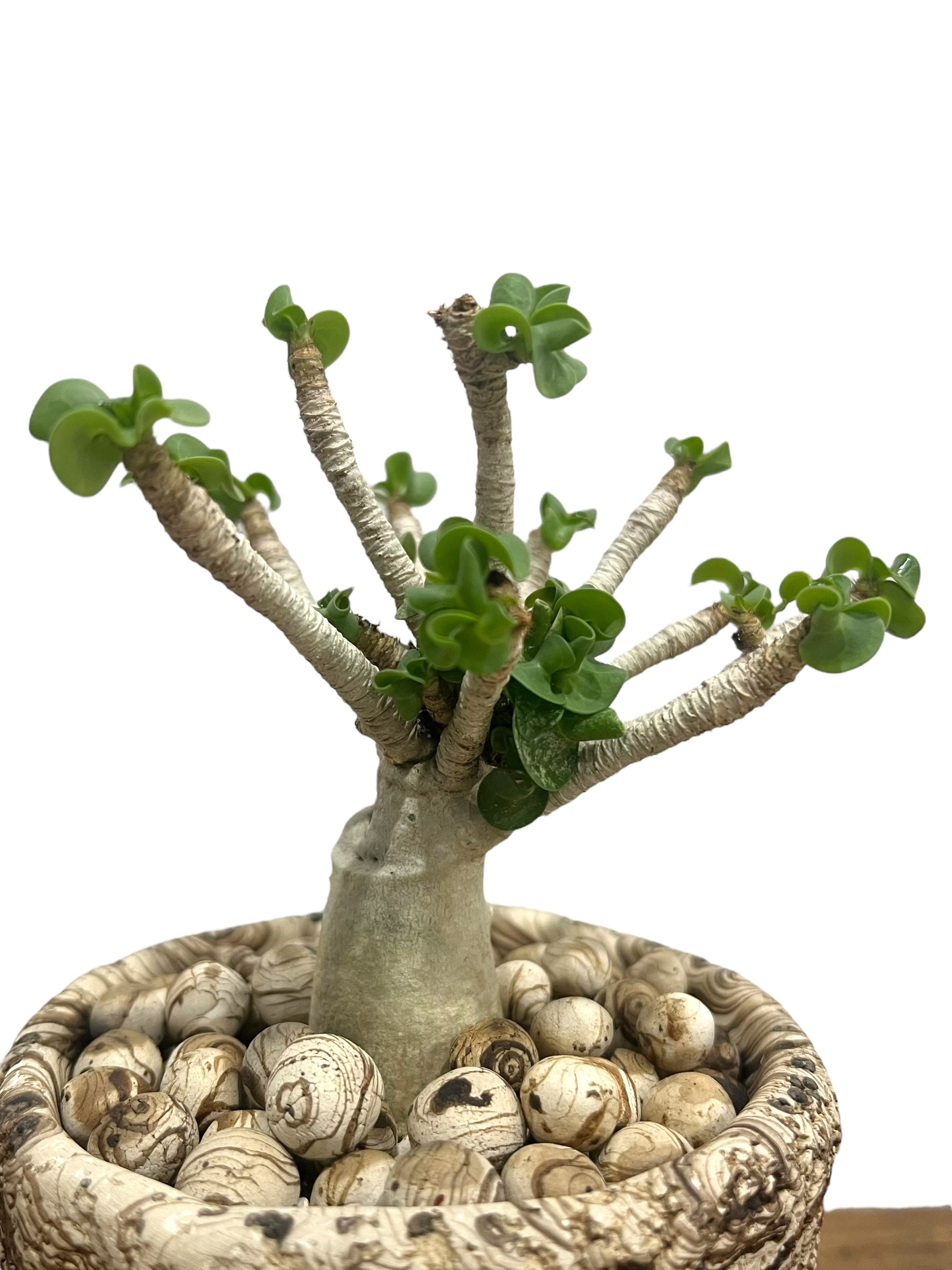 アデニウム D.H.A (獅子葉) スモールリーフ + plantsmonsters pot