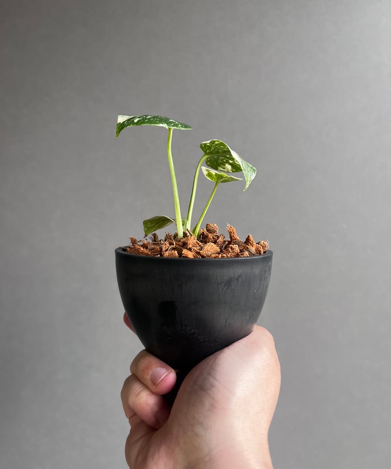 モンステラ タイ コンステレーション クリーム ブリュレ 「Monstera