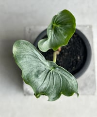 モンステラ デリシオーサ レガシー 「Monstera delisiosa Legacy 」8