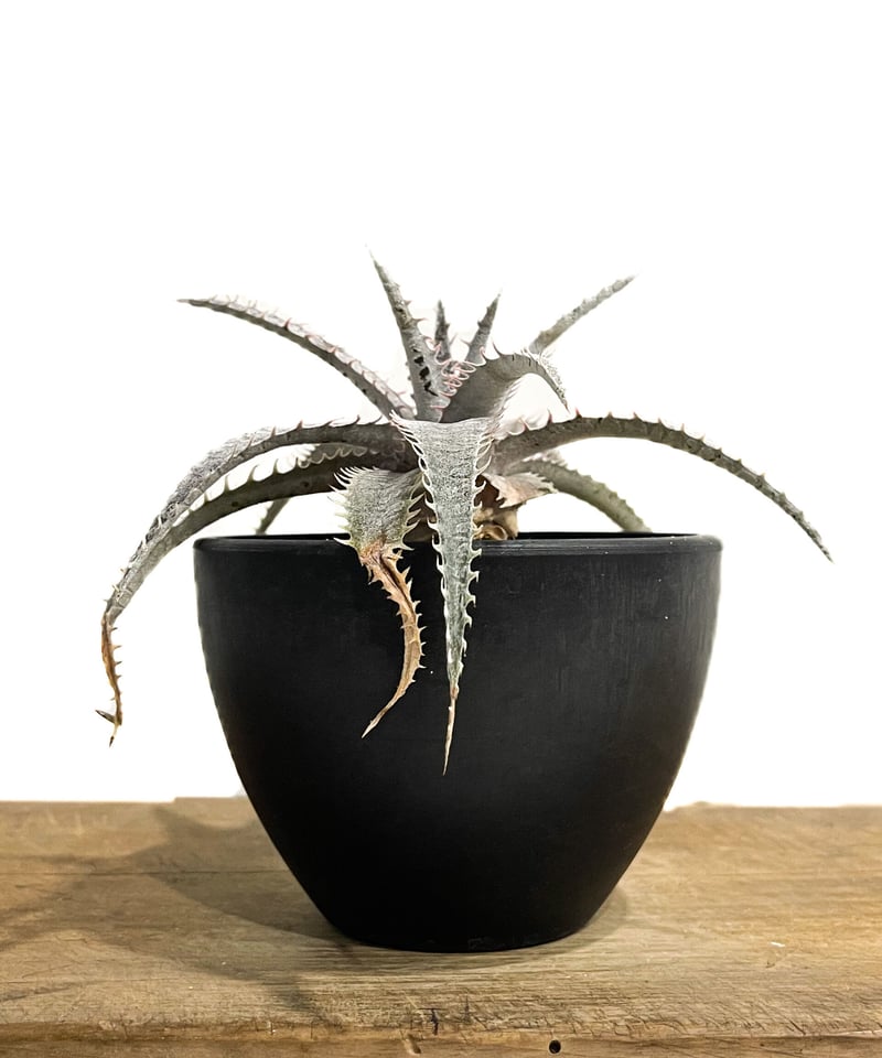 ディッキア Dyckia Mercury F2 D020 ディッキア Dyckia 'Mercury' F2 D020 ⑵ ディッキア：Dyckia