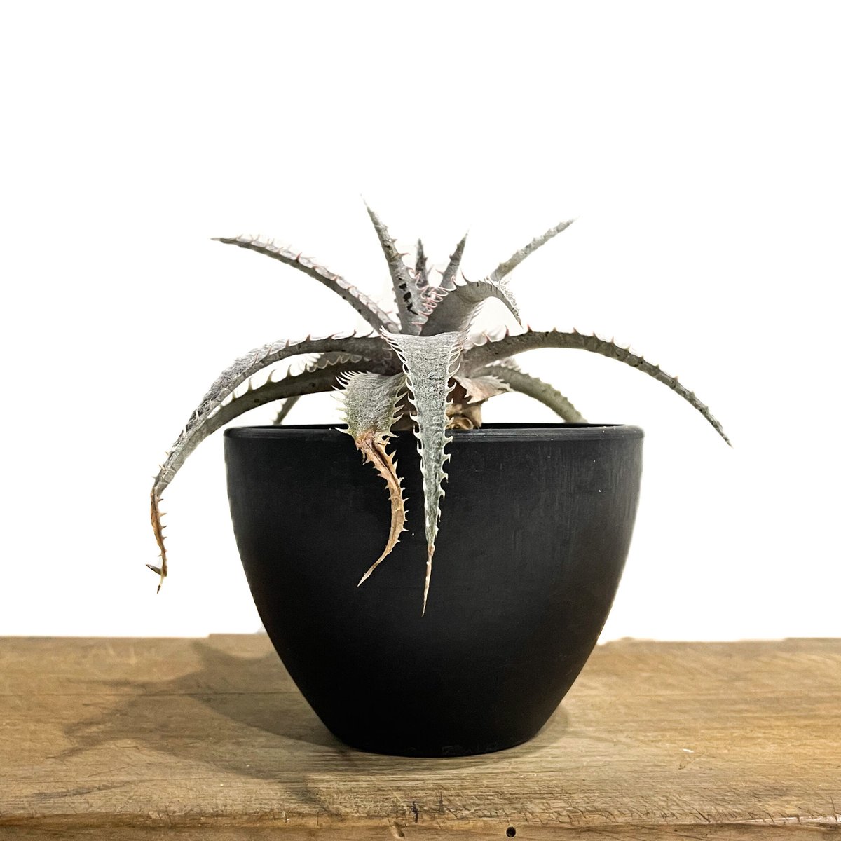 ディッキア ワーレン×マーキュリー「Dyckia Warren × Mercury」6E-2