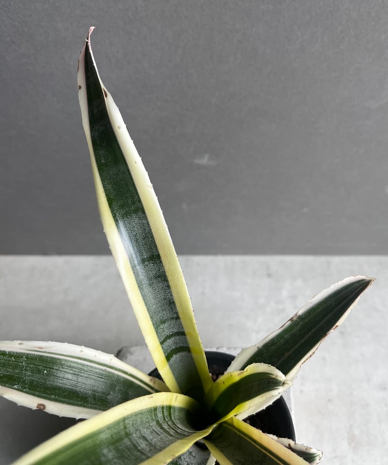 エクメア　オットー エクメア オットー 「Aechmea Otto」3A | SHOUCHIKUEN