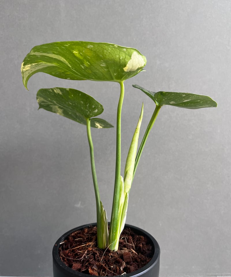 モンステラ デリシオーサ カップケーキ 「Monstera deliciosa モンステラ デリシオーサ カップケーキ 「Monstera deliciosa
