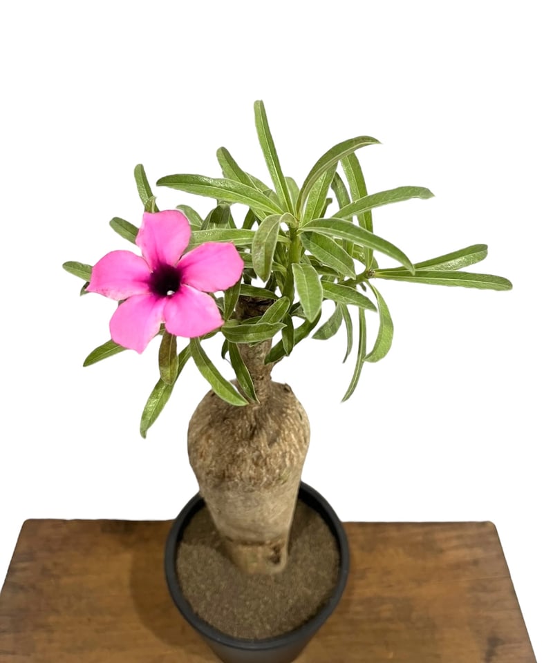 アデニウム スワジクム 「Adenium swazicum」59R | SHOUCHIKUEN