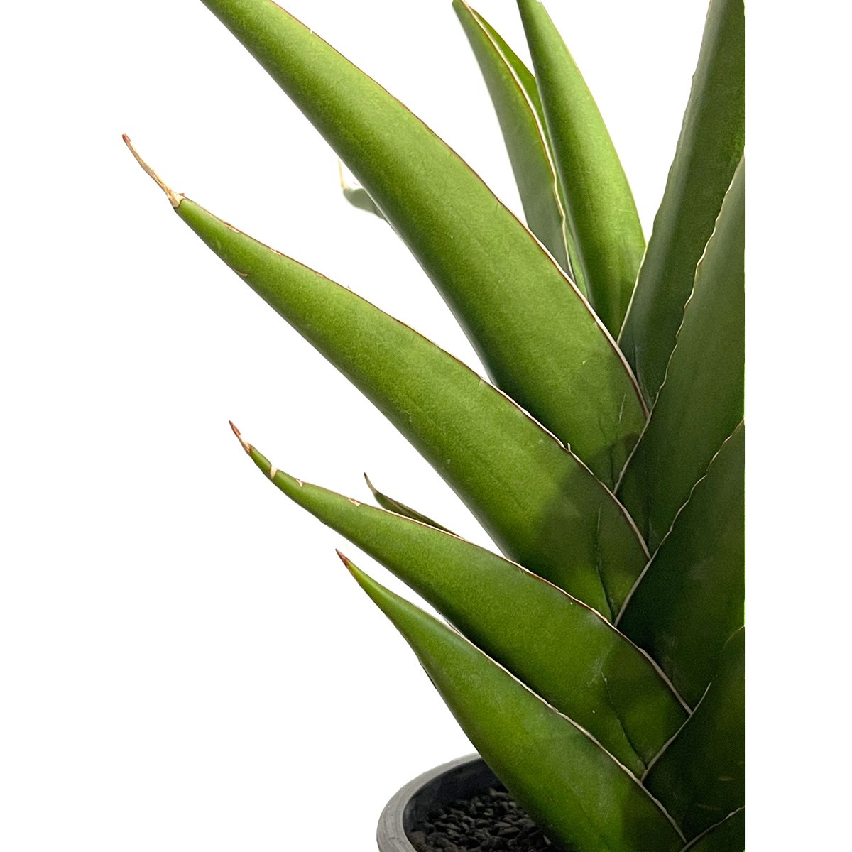 サンセベリア グリーン ファイヤー「Sansevieria Green Fire (S. pinguicula x P. Srikaton )」9/9