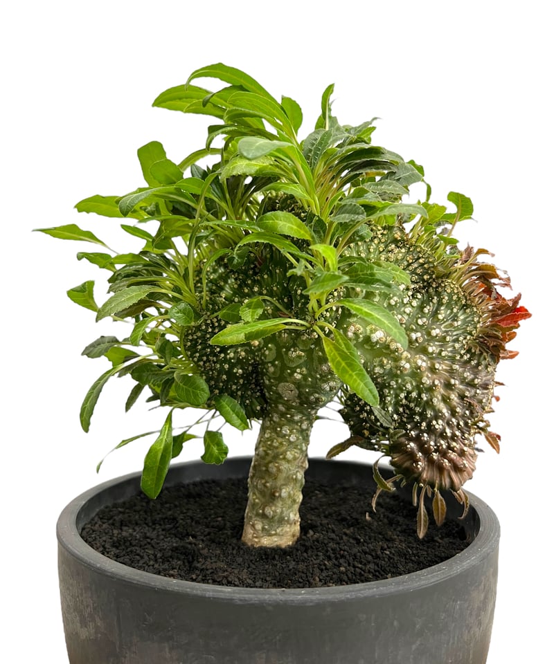 ドレステニア　ラブラニー　綴化(てっか) 現品 ドルステニア ラブラニー x フォエチダ 綴化「Dorstenia lavrani