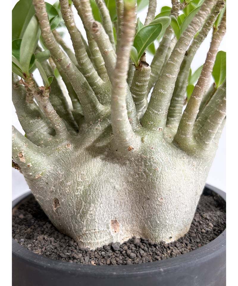 アデニウム アラビカム ドワーフ タイプ「Adenium arabicum dwarf ty