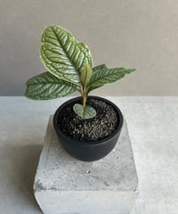 サンセベリア　ES849 サンセベリア ES849 サンセベリア ES.849 斑入「Sansevieria ES. 849