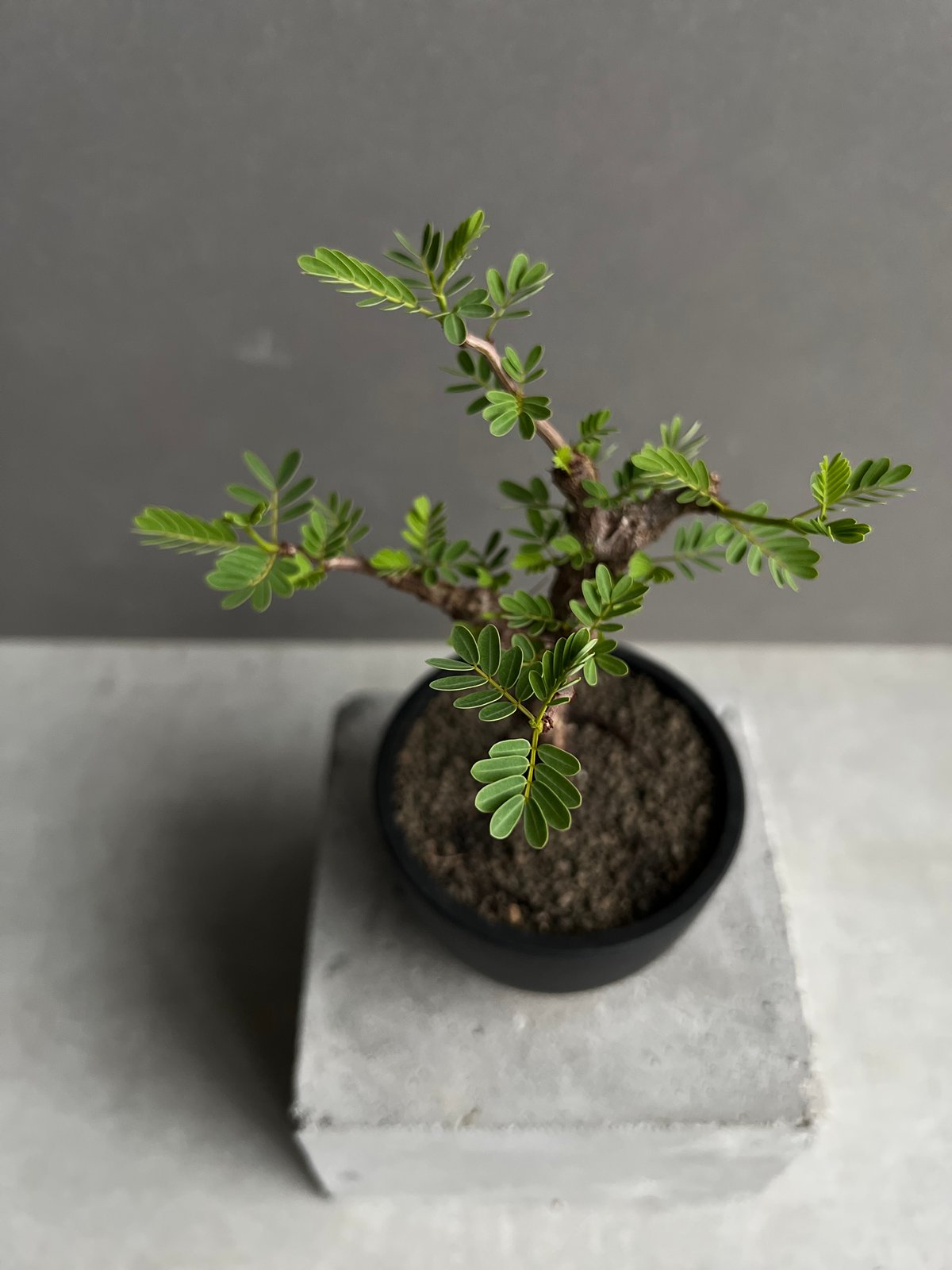 センナ メリディオナリス 実生苗 「Senna meridionalis」89A | SHOU