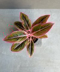 サンセベリア ブラック カラバオ 「Sansevieria Black Carabao (by