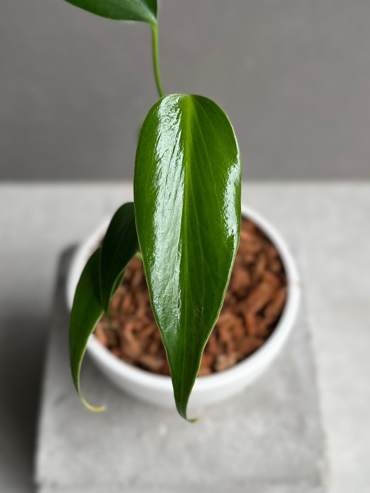 モンステラ バールマルクスフレーム① モンステラ：バールマルクスフレーム 3.5号ねこチップ