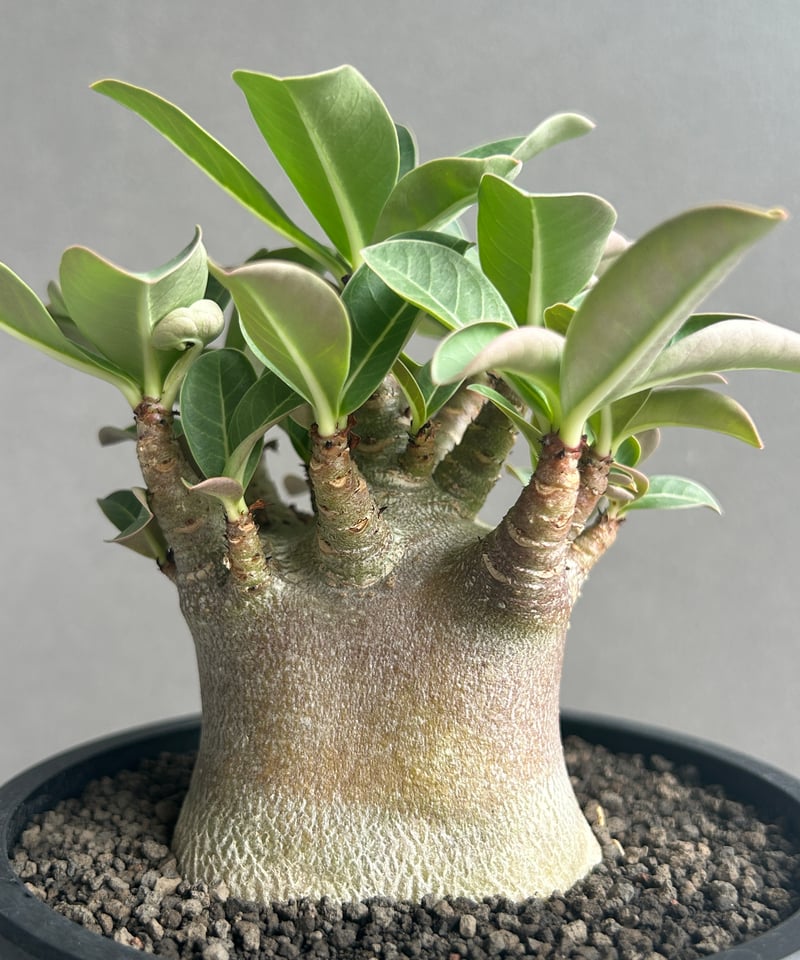 アデニウム アラビカム スーパー ドワーフ “ブラック” 「Adenium