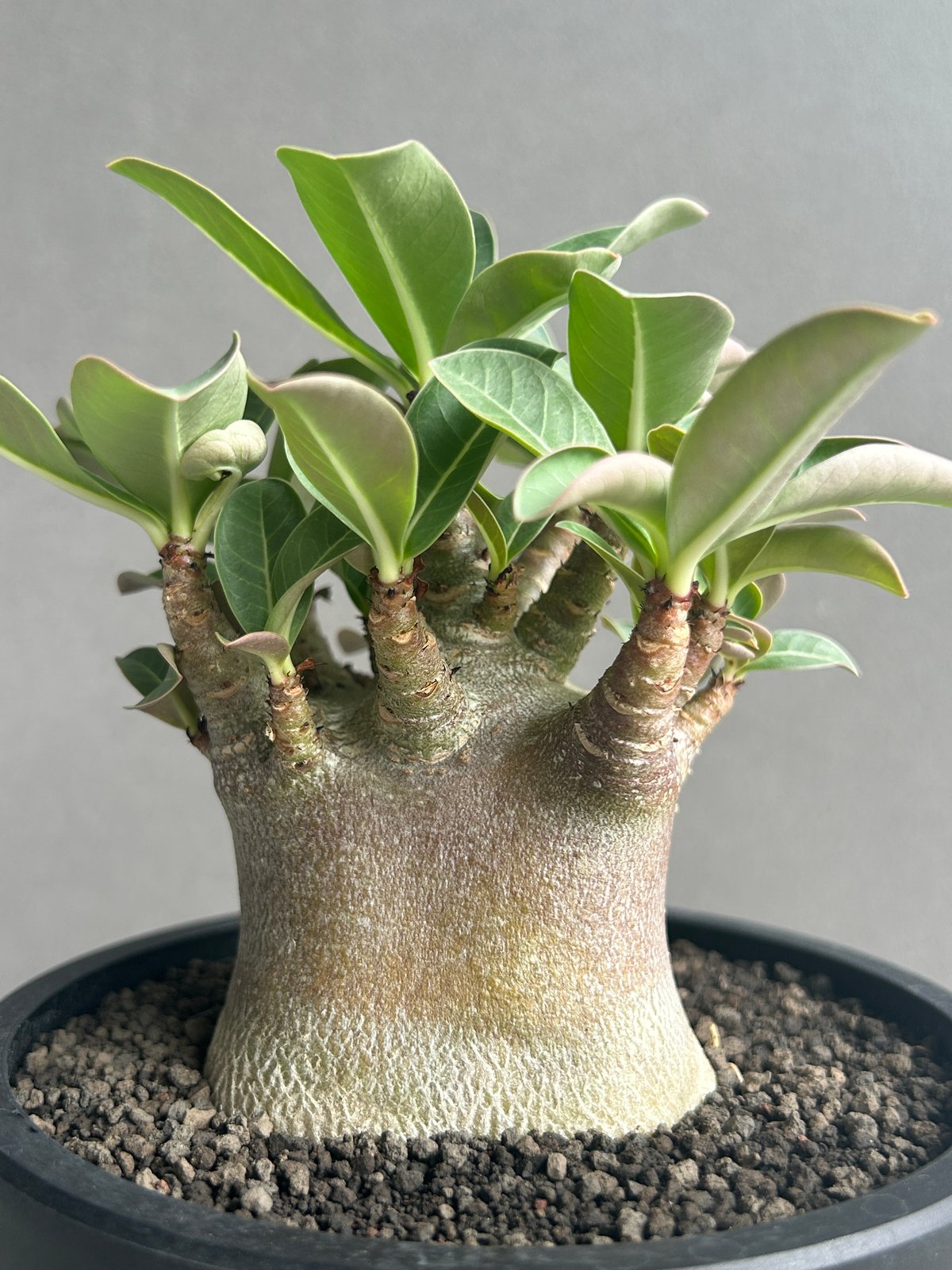 アデニウム アラビカム スーパー ドワーフ “ブラック” 「Adenium