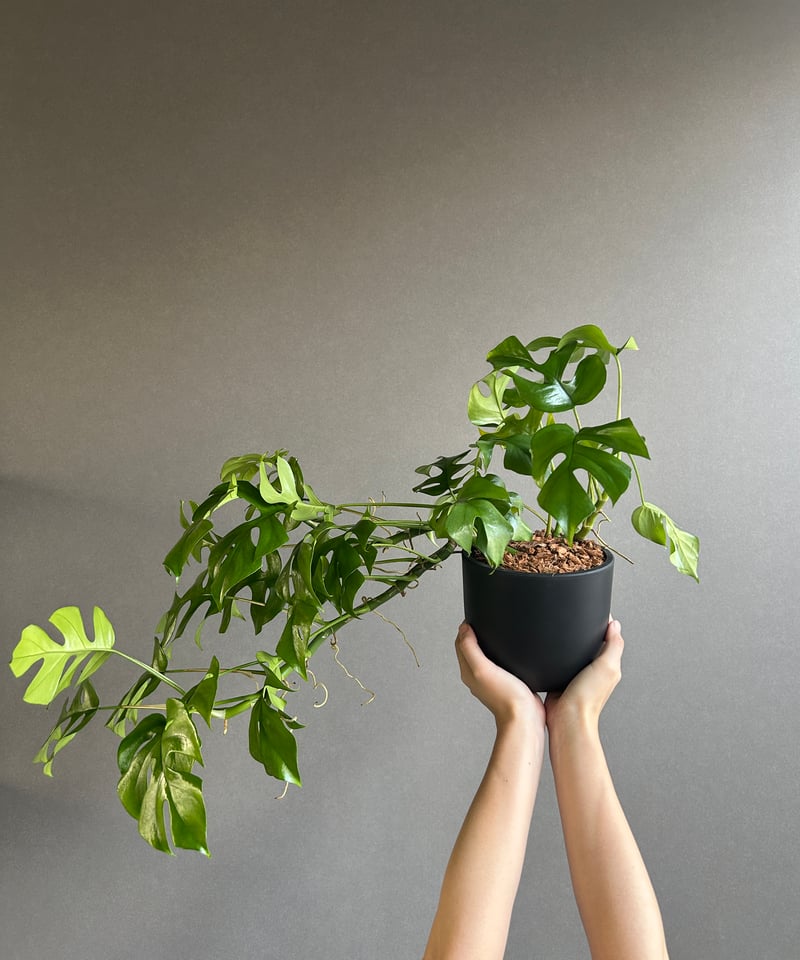 モンステラ ミニマ「Rhaphidophora tetrasperma」58G | SHOUC