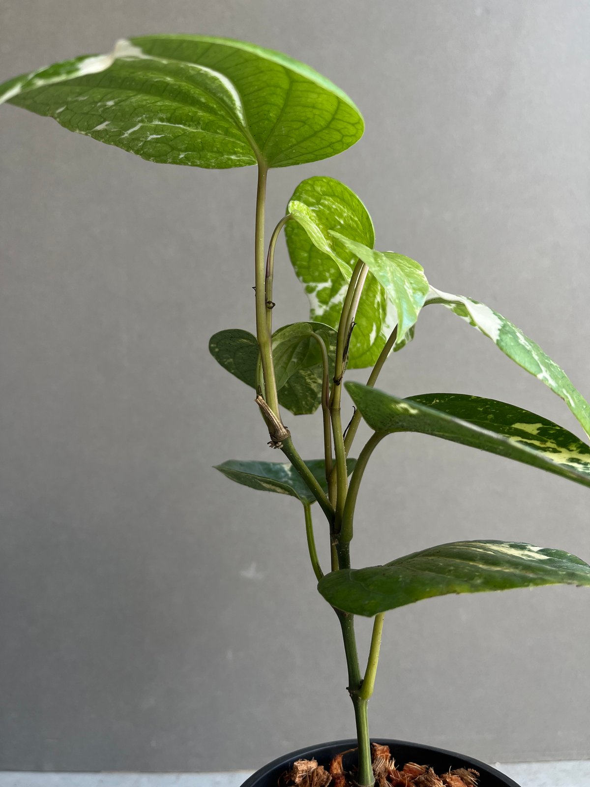 パイパー ニグラム 斑入 「Piper nigrum variegated」82X | SHO