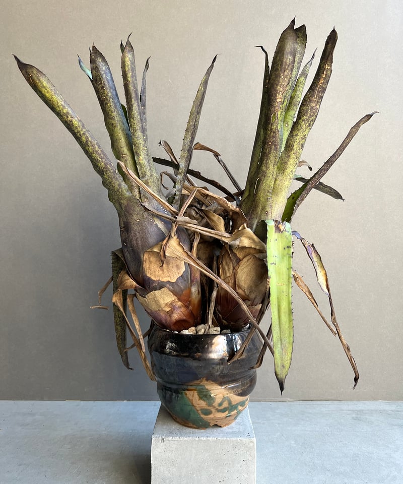 ホヘンベルギア レオポルド ホルスティ x ペンナエ+ Masaki Tomabechi (