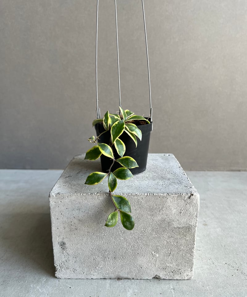 ホヤ バコエンシス アルボマルギナータ 「Hoya bakoensis albomargina